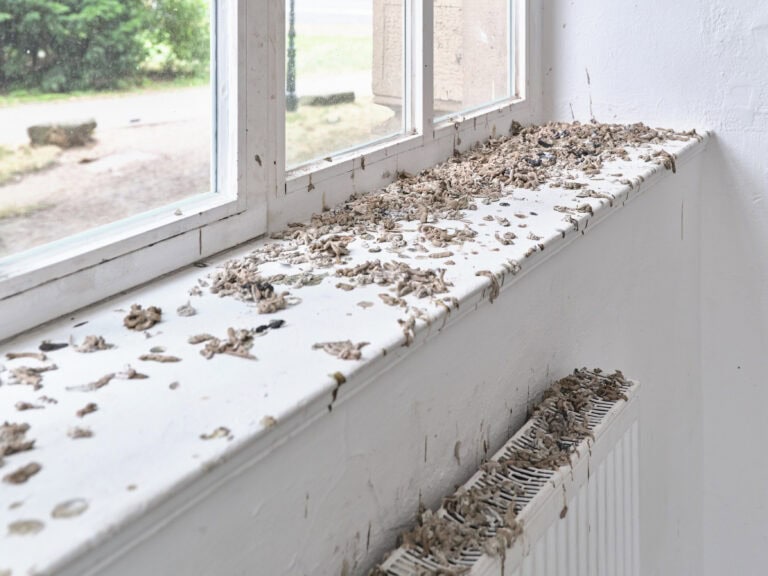 Foto: Detailaufnahme einer Fensterbank und eines Heizkörpers, die großflächig mit vermeintlichem Vogeldreck beschmiert sind.